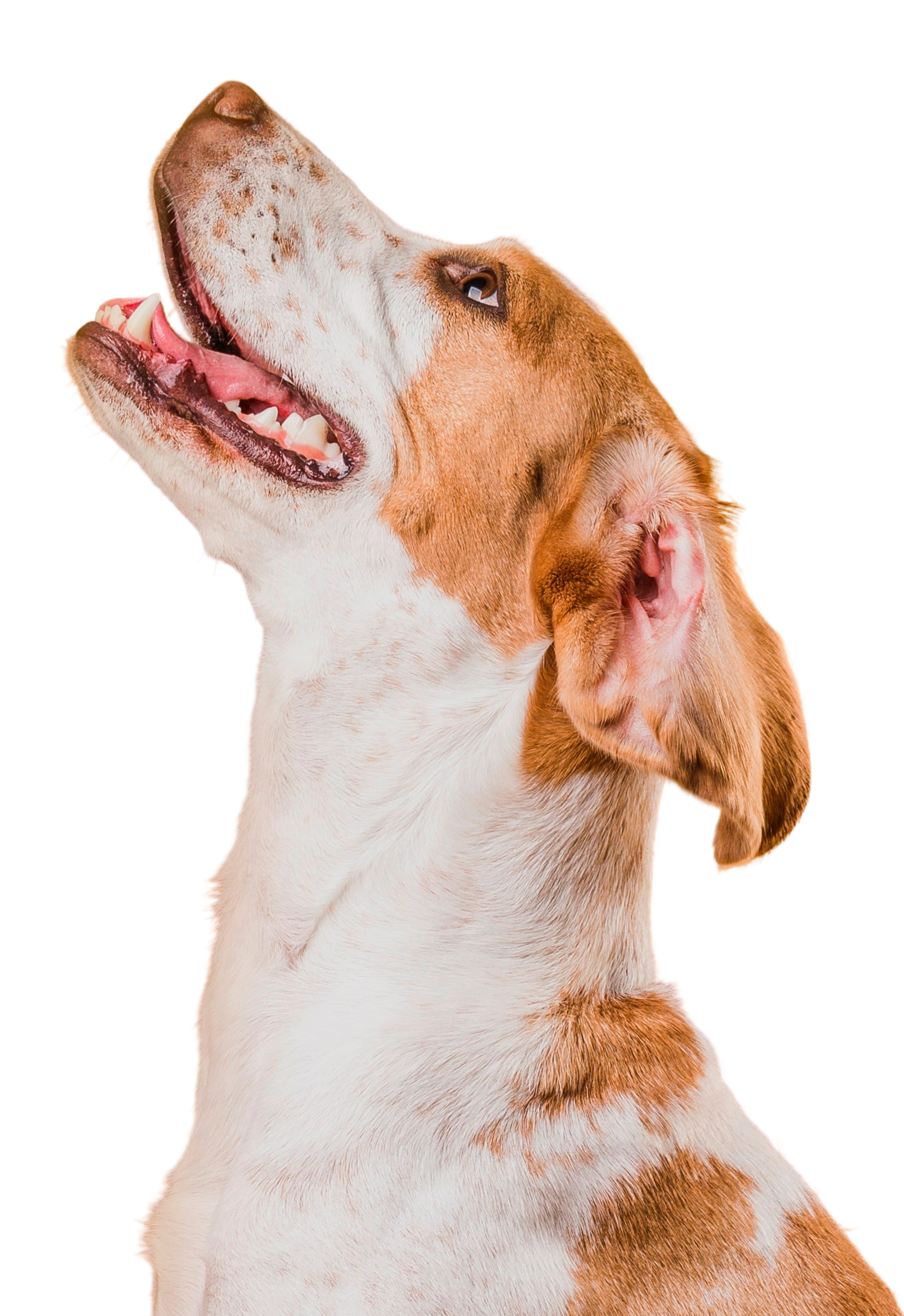 chien regardant vers le haut